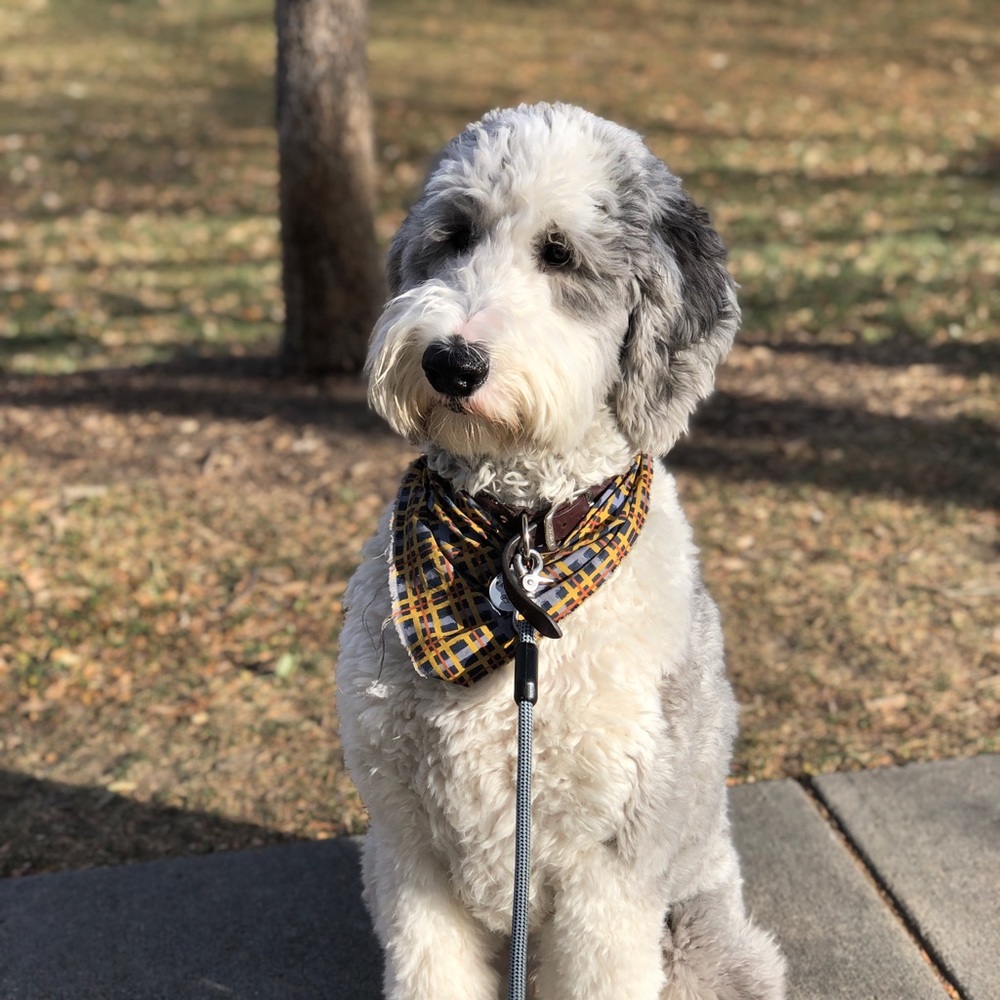 Meet your Posher, Hadley